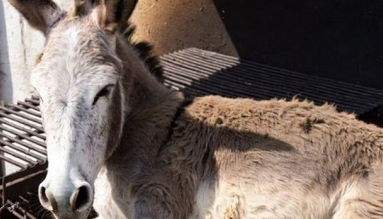 ¿Quién está detrás del negocio de la carne de burro en Argentina?