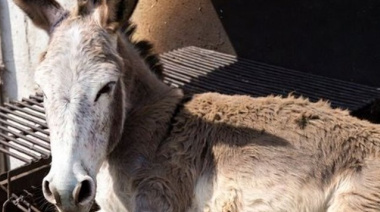 ¿Quién está detrás del negocio de la carne de burro en Argentina?