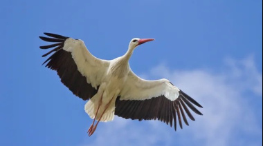 “¡Millones por un ave!”